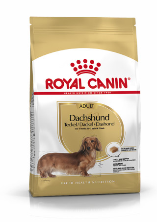 Dachshund Adult